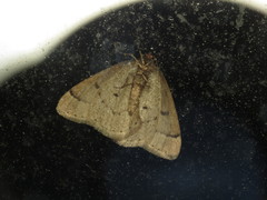Theria rupicapraria