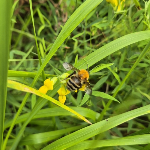 Schrenck's Bumble Bee