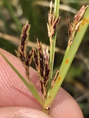 Cyperus rigidifolius