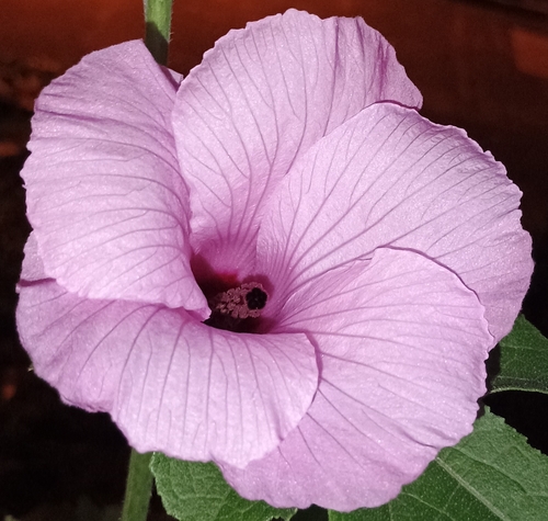Hibiscus furcellatus observed 2026-08-08