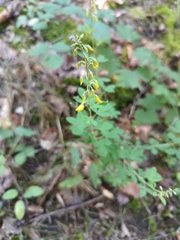 Cytisus nigricans