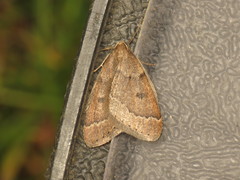 Theria rupicapraria