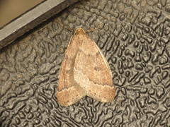 Theria rupicapraria