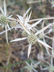 Eryngium creticum