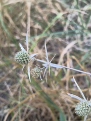 (c) Piotr Panek, some rights reserved (CC BY) Eryngium creticum, photograph (c) Piotr Panek, some rights reserved (CC BY)