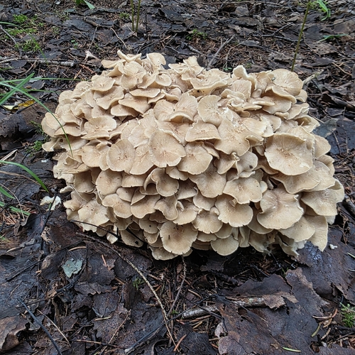 hen of the woods