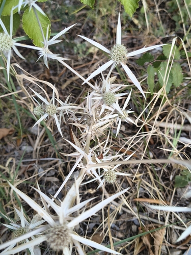 Eryngium creticum, photograph 3