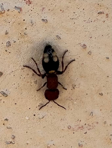 Five-spotted Velvet Ant