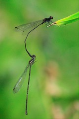 Prodasineura autumnalis