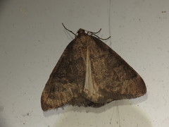 Theria rupicapraria