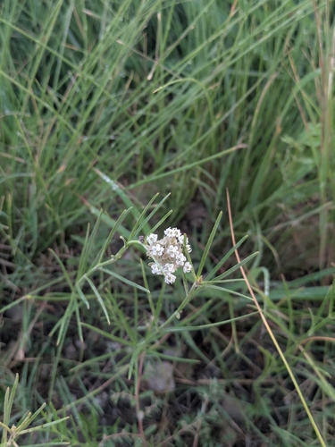Asclepias linearis
