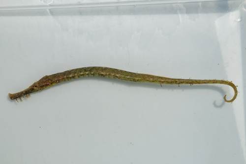 Syngnathoides biaculeatus observed 2026-08-08