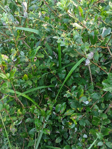 Salix starkeana, photograph 4