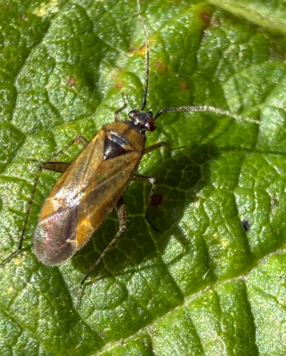 Common Nettle Flower Bug