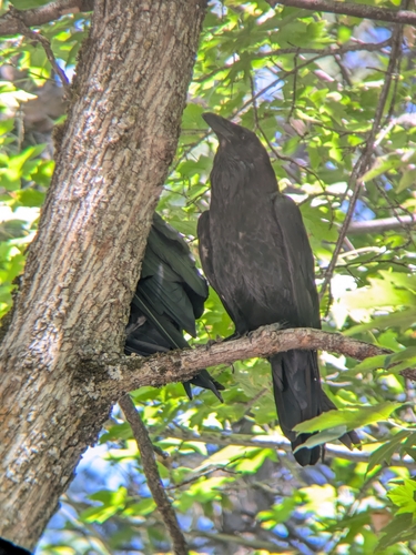 iNaturalist observation photo of Common Raven