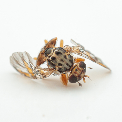 Mediterranean Fruit Fly