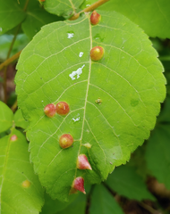 Phylloxera caryaefallax
