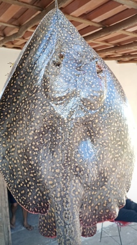 Long-tailed River Stingray