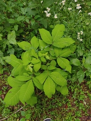 Phylloxera caryaefallax