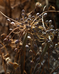 Allium decaisnei