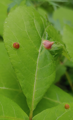 Phylloxera caryaefallax