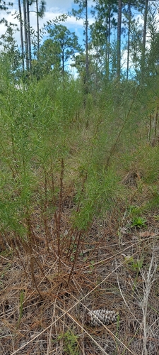 Eupatorium compositifolium, photograph 2