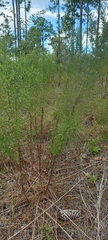 Eupatorium compositifolium, photograph (c) Athena Philips, some rights reserved (CC BY)