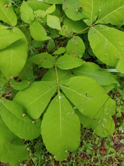 Phylloxera caryaefallax