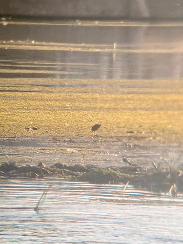 iNaturalist image