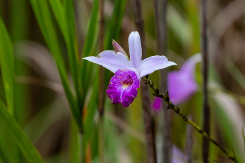 Bamboo Orchid