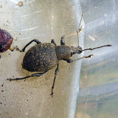 Armadillo Weevil