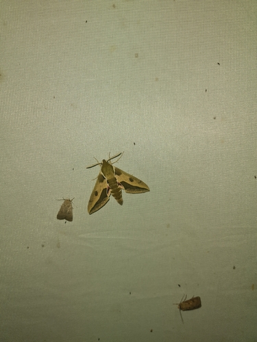 Leafy Spurge Hawkmoth