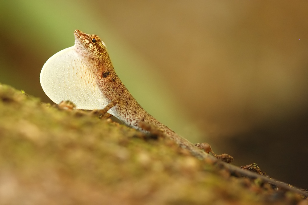 Brown-eared Anole (Anolis fuscoauratus)