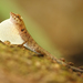Anolis fuscoauratus - Photo (c) Jiri Hodecek,  זכויות יוצרים חלקיות (CC BY-NC), הועלה על ידי Jiri Hodecek