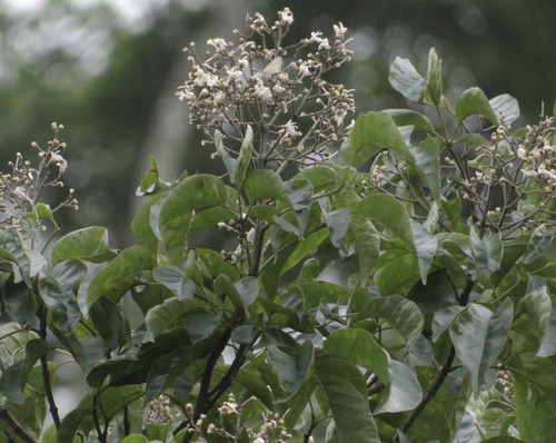 Vitex quinata, photograph 1