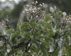 Vitex quinata, photograph (c) 呂一起(Lyu yi-chi), some rights reserved (CC BY)