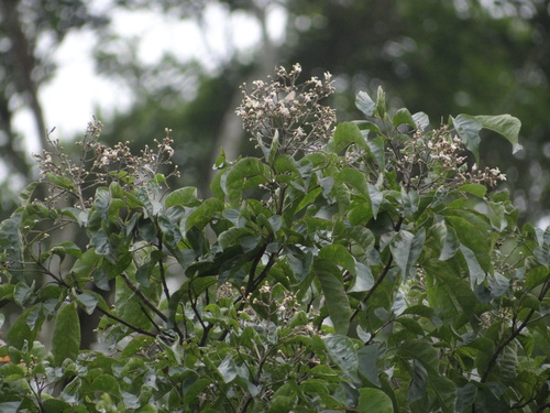 Vitex quinata, photograph 2