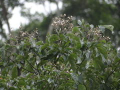 Vitex quinata, photograph (c) 呂一起(Lyu yi-chi), some rights reserved (CC BY)