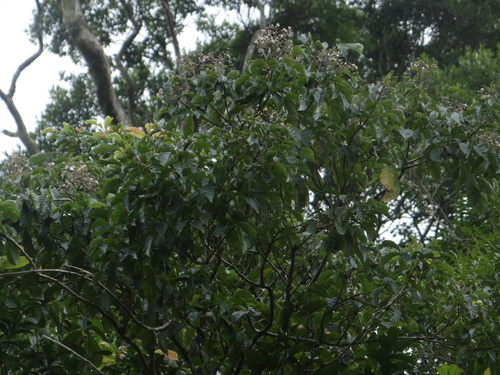 Vitex quinata, photograph 3