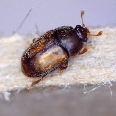 Epuraea melanocephala