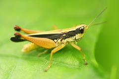 Orphulella concinnula