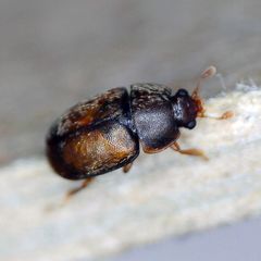 Epuraea melanocephala