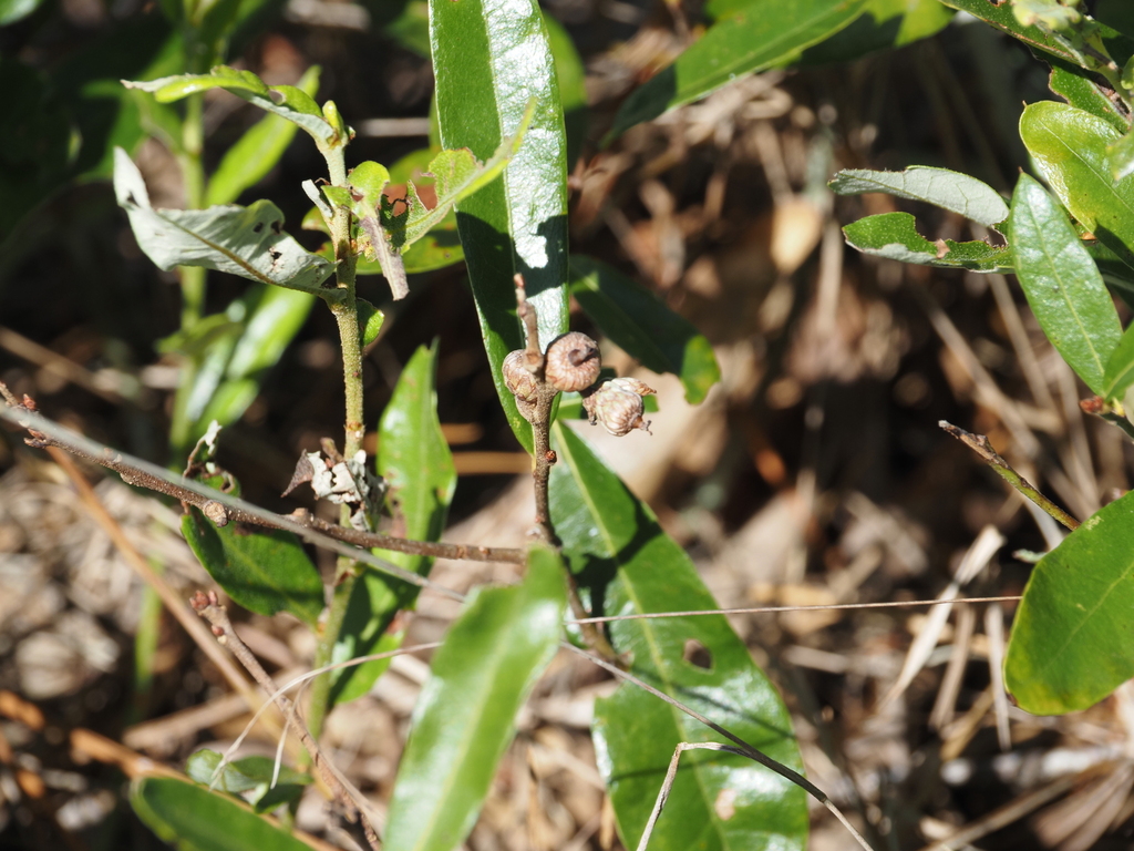 Quercus pumila; photograph (c) carter, some rights reserved (CC BY)