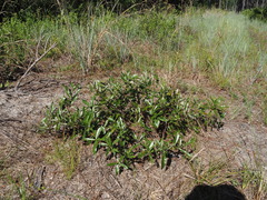 (c) carter, some rights reserved (CC BY) Quercus pumila, photograph (c) carter, some rights reserved (CC BY)