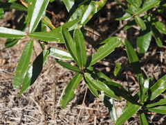(c) carter, some rights reserved (CC BY) Quercus pumila, photograph (c) carter, some rights reserved (CC BY)
