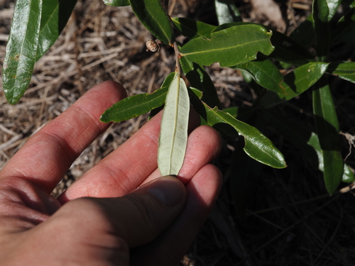 Quercus pumila, photograph 1
