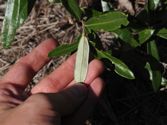 (c) carter, some rights reserved (CC BY) Quercus pumila, photograph (c) carter, some rights reserved (CC BY)
