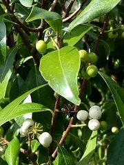Daphnopsis caracasana