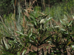 (c) carter, some rights reserved (CC BY) Quercus pumila, photograph (c) carter, some rights reserved (CC BY)
