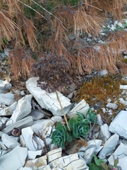 Hylotelephium caucasicum